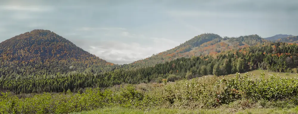 Mountain forest landscape in Quebec.